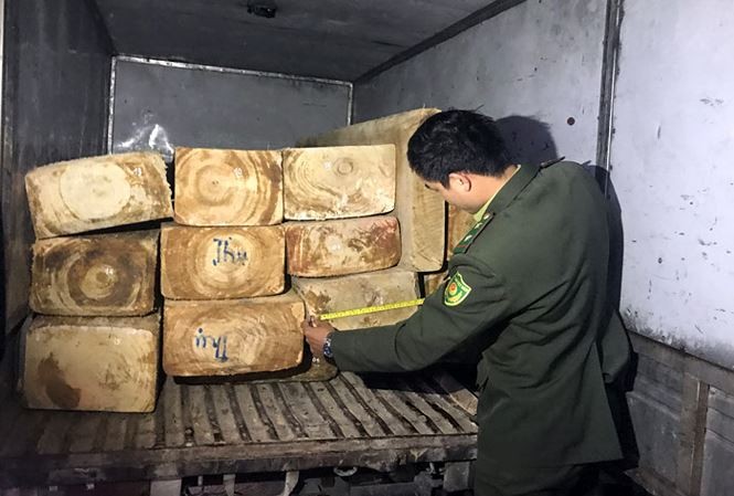 林同省洛陽縣第12隊查獲的非法運輸木材。（圖源：金英）
