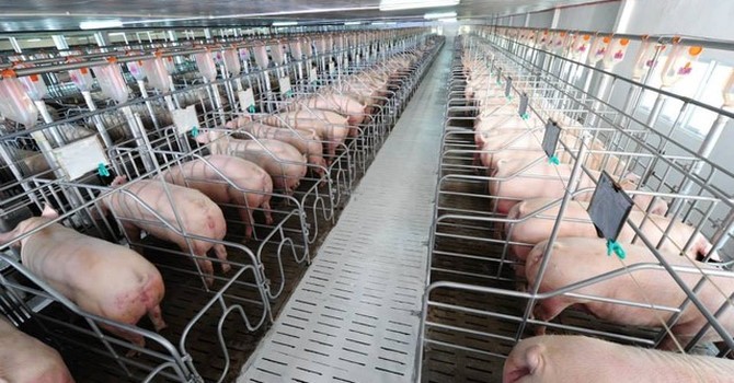 出口中國豬肉金額突破 10 億美元。（示意圖源：互聯網）
