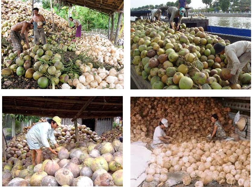 檳椥省乾椰子持續降價，有若干地方的售價每12個僅2萬元。（示意圖源：互聯網）