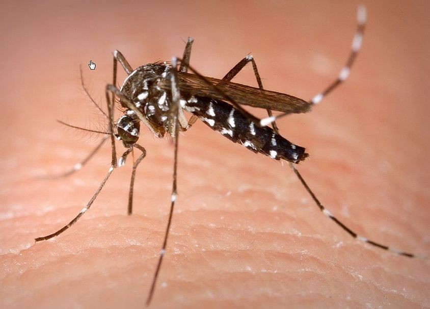 世界衛生組織19日警告，全球對抗瘧疾的進展趨緩。（圖源：互聯網）