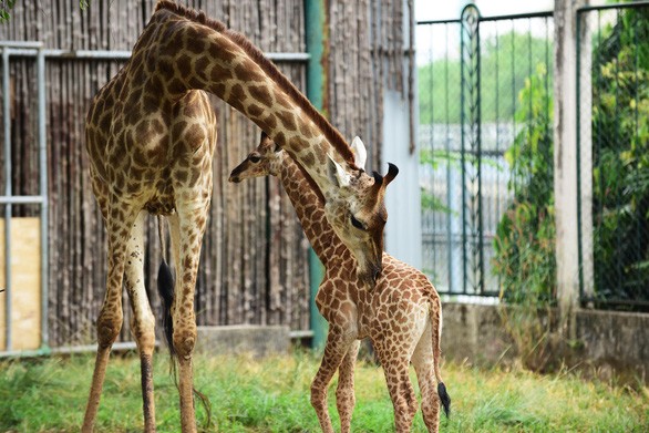 小長頸鹿寶寶一直貼在媽媽身邊。（圖源：光定）