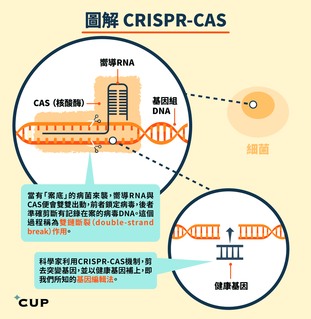 CRISPR工作原理。（圖源：互聯網）