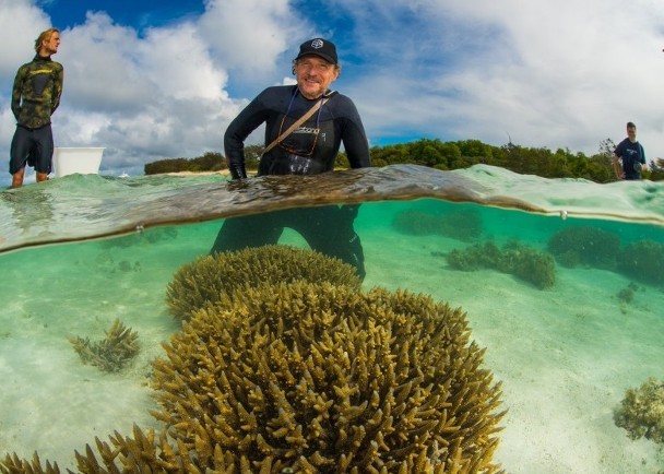 哈里森與其團隊展開大型的珊瑚再生計劃。（圖源：互聯網）