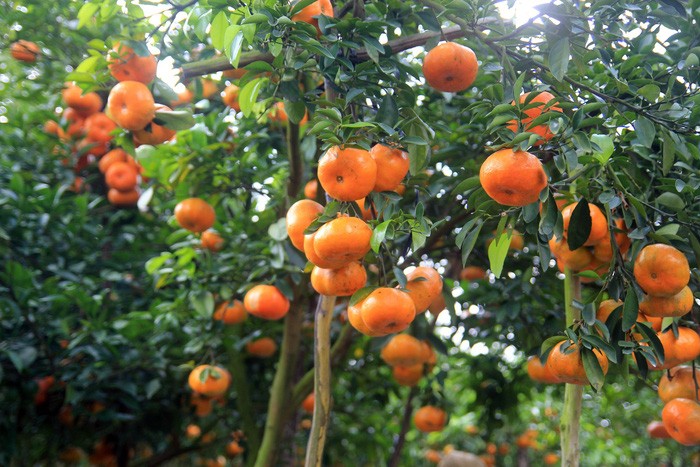 萊翁紅橘子深受消費者的歡迎。（圖源：楊觀夏）