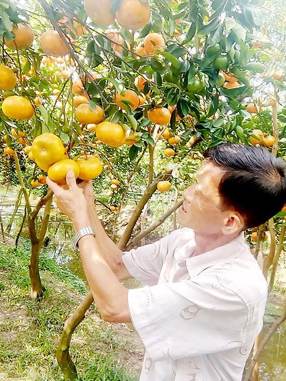 大面積紅橘因疫病而枯死，使到許多農民受損失。（圖源：玉民）