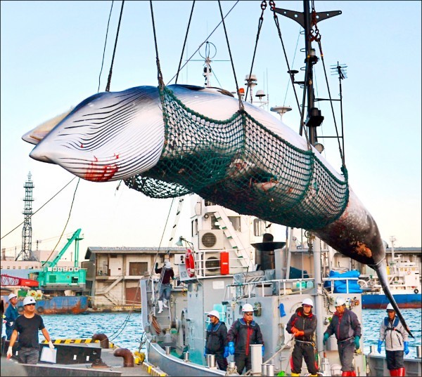 日本捕鯨船2017年9月在北海道釧路市一處港口，卸載一頭以科學研究「調查捕鯨」名義捕獲的小鬚鯨。（圖源：AP）