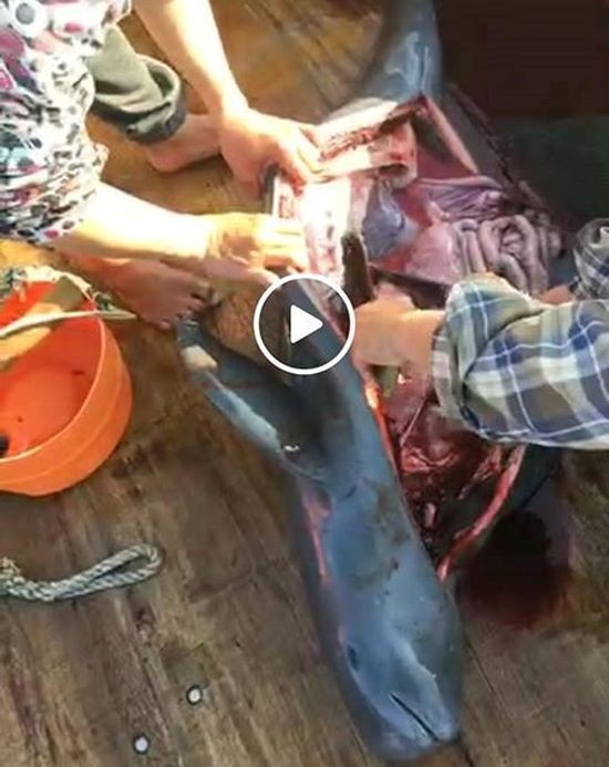 引發公憤的臉書直播殺害海豚畫面。（圖源：視頻截圖）