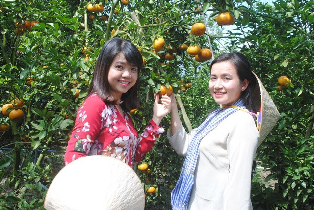 參觀遊客前往萊勇橘園賞果拍照。（圖源：成仁）