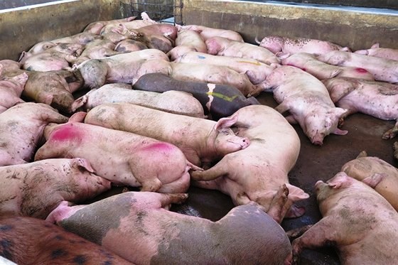 前江省農業與農村發展廳：強制銷毀近1200 頭口蹄疫豬群。（示意圖源：互聯網）