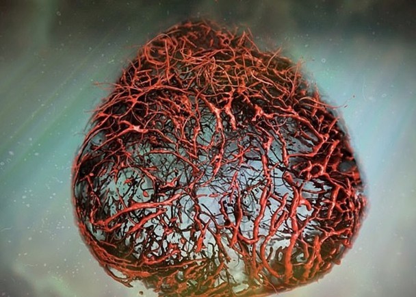 研究團隊培植出堪稱完美的3D人體血管模型。