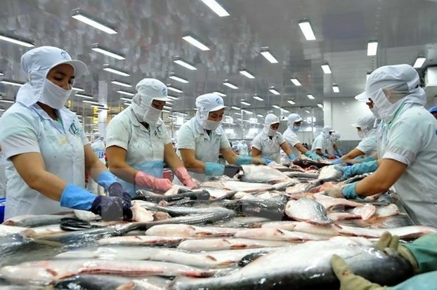 2018年查魚出口金額近23億美元，高於此前預測的21億至22億美元。（示意圖源：互聯網）
