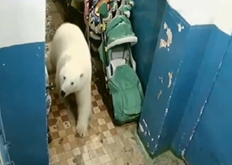 一隻北極熊闖入民房。（圖源：互聯網）