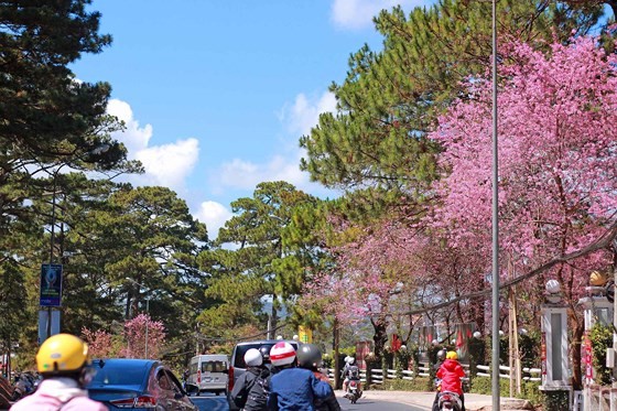 大勒市中心至市郊的櫻花盛開美麗景色。（圖源：段堅）