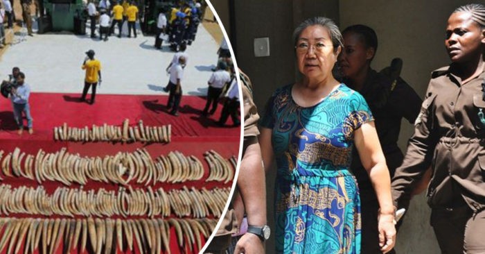 中國女商人也是人稱「象牙女王」的楊鳳蘭（圖右二）19日遭坦桑尼亞當局判處15年有期徒刑。（圖源：AFP）