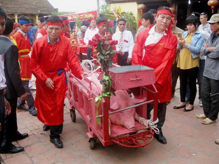 北寧省上擲村在“斬豬”之前的“豬公”迎接儀式。
