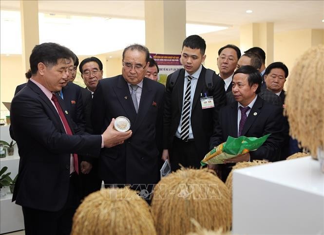 朝鮮勞動黨執行委員會副委員長李洙墉（中）與代表團參觀越南農業科學研究院的農產品陳列室。（圖源：楊江）