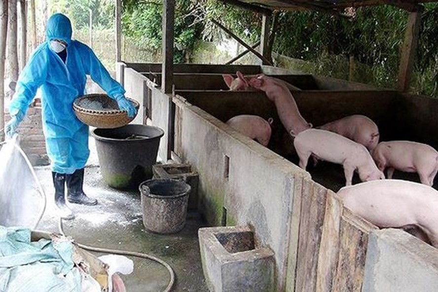 獸醫人員對養豬場進行消毒殺菌工作。（圖源：P.Đ）