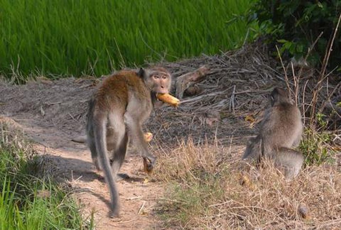 偷食蔬果的兩頭猴子。（圖源：TPO）