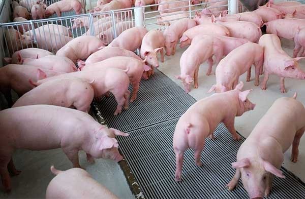本月9日，南部東區的生豬價格每公斤降至4萬5000至4萬7000元，與兩週前相比，每公斤已下降約7000元。（示意圖源：田升）