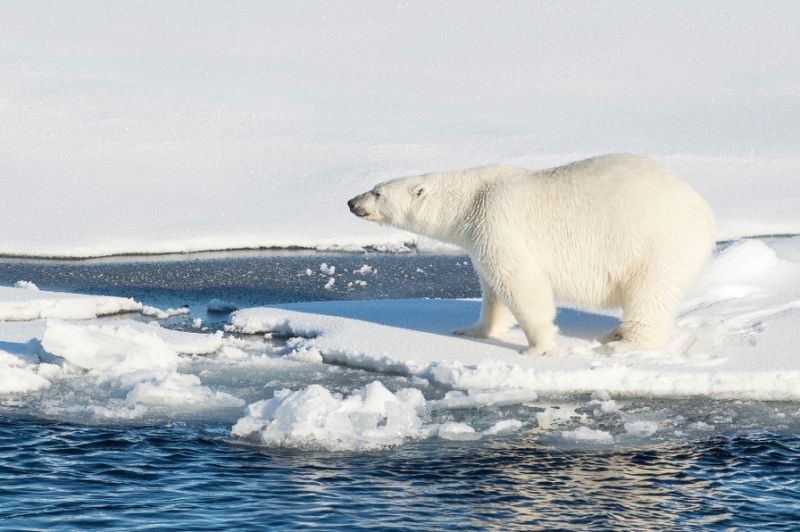 氣候變暖導致冰山融化，北極熊的生存受到威脅。（圖源：互聯網）