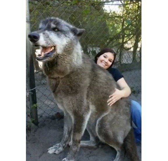由狼與狗雜交所生下的巨犬Yuki，有著87.5%灰狼、8.6%哈士奇及3.9%德國牧羊犬血統。（圖源：互聯網）