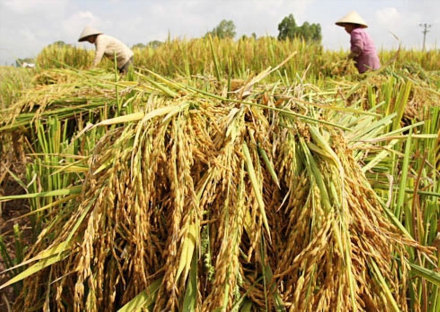 九龍江平原各省的冬春稻價格與今年2月底的時候相比，每公斤稍漲200至300元。（示意圖源：互聯網）