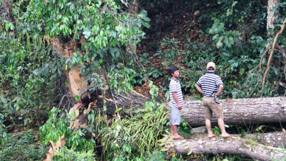 旋風侵襲刮倒大樹，壓倒22千伏電線，導致廣南省邊境南江縣 9鄉被停電。（圖源：志大）