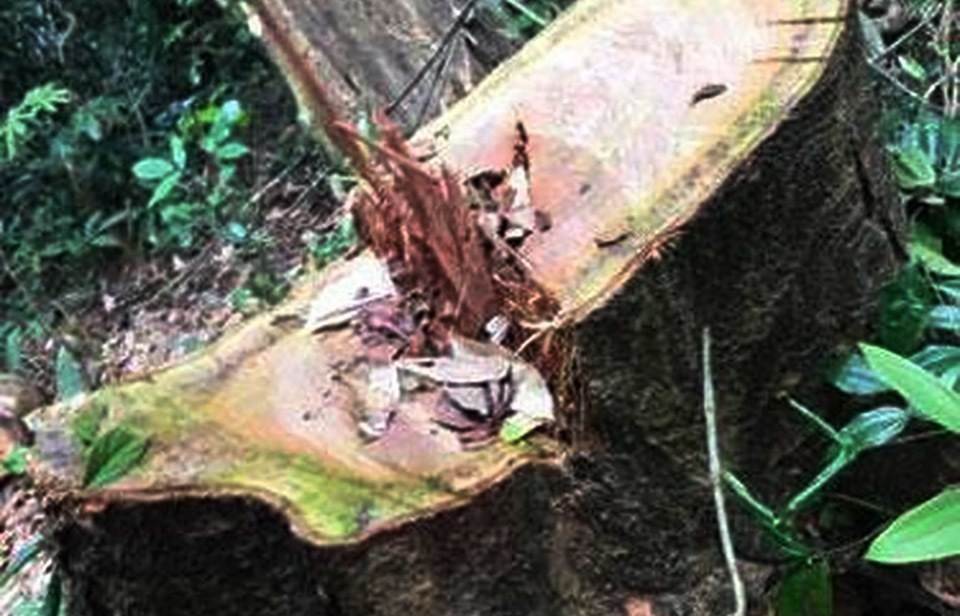 被砍倒的一棵格木大樹。（圖源：人民報）