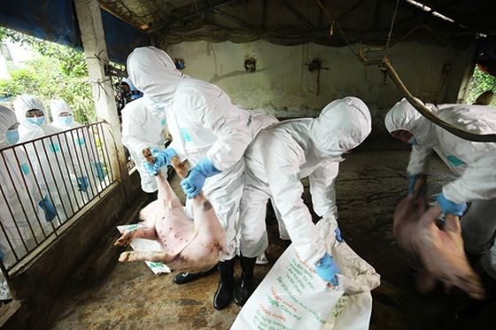 各省市加強防範和制止非洲豬瘟疫情。（圖源：玉成）
