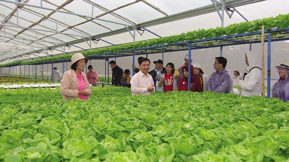 向Mega Market經銷中心供貨的無公害蔬菜農場。