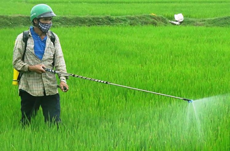 農民給稻田噴灑除草劑。（示意圖源：越通社）
