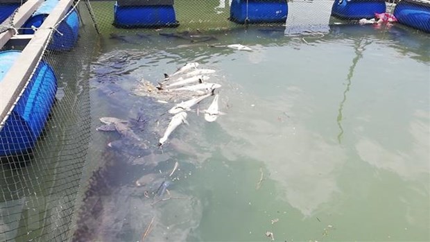浮在養殖塘水面上的死魚。（圖源：越通社）