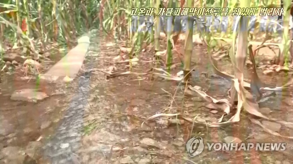 朝鮮農田遭遇嚴重旱災。（圖源：韓聯社）