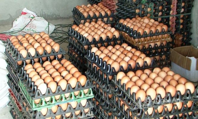 雞蛋售價創 10 年來新低，每顆雞蛋的售價僅介於850至900元之間。（示意圖源：互聯網）