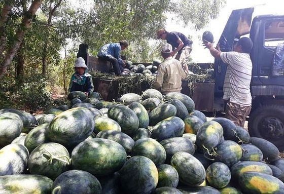 廣義省農民晚造西瓜豐收，獲高盈利。（圖源：T. Trực）