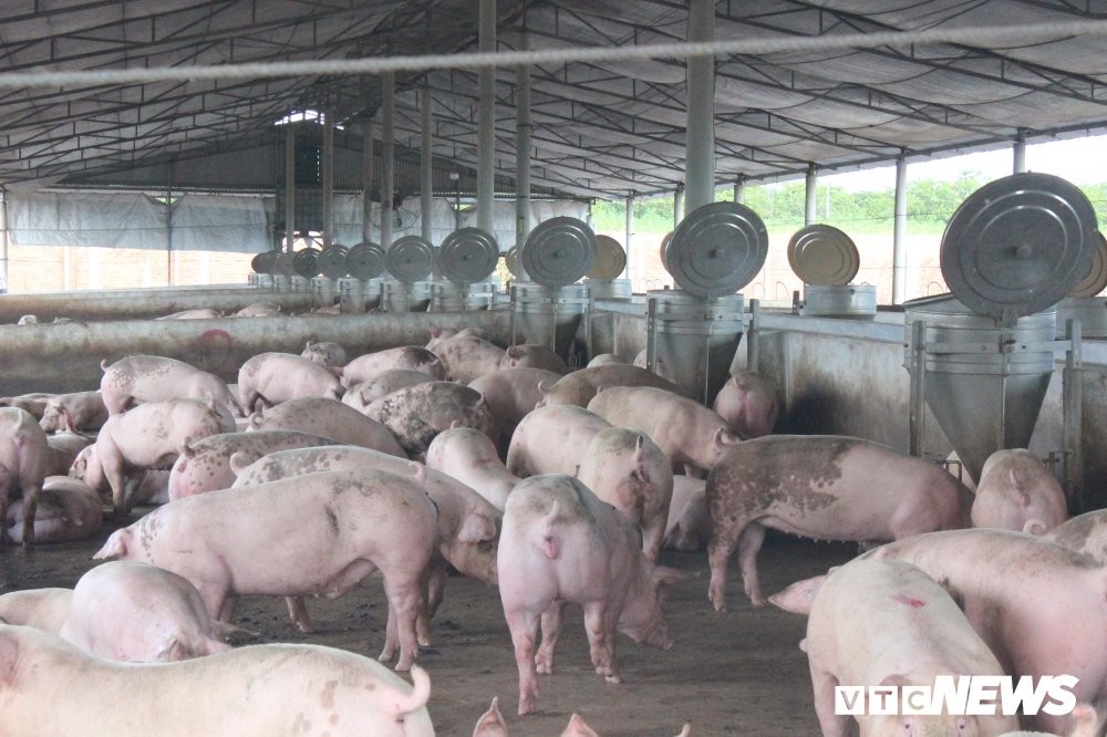 嚴防非洲豬瘟疫情蔓延。（示意圖源：VTC News）