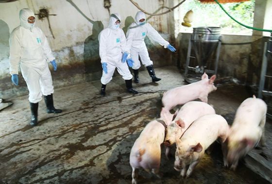 河內獸醫局就防範非洲豬瘟疫情進行緊急防疫模擬演習。（圖源：玉成）