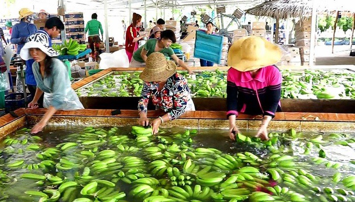 去年，我國香蕉外銷中國市場的金額達8億8060萬美元。