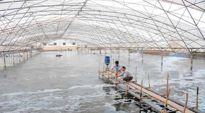 圖為茶榮省某草蝦養殖場一瞥。（示意圖源：互聯網）