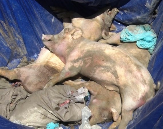 感染非洲豬瘟死亡的豬隻按規定進行燒毀。（圖源：月映）