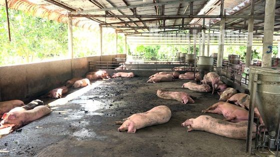 非洲豬瘟蔓延至西區 7 省市。圖為遭遇非洲豬瘟虐待的後江省某一養豬場。（圖源：雙英）