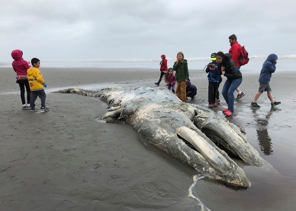 美國西岸有大批灰鯨死亡。（圖源：AP）