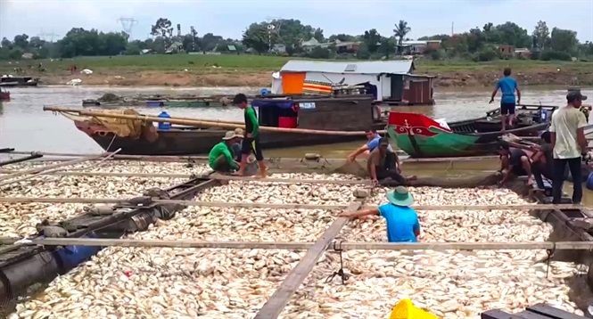 5月16日羅芽河上的網箱養魚戶遭受嚴重損失，圖為某一網箱的死魚屍浮滿水面。（圖源：芳兒）