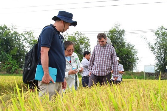 外國專家參觀我國的稻田。（圖源：貴玉）