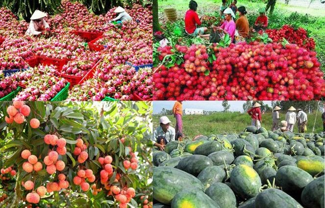 農業與農村發展部：農產品須爭取開發中國市場。
