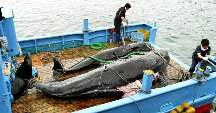 6月30日，日本正式退出國際捕鯨委員會，停止在南極和太平洋北部用於科學目的的捕鯨活動，並將開始在自己的專屬經濟區內進行鯨魚的商業捕撈。（圖源：互聯網）