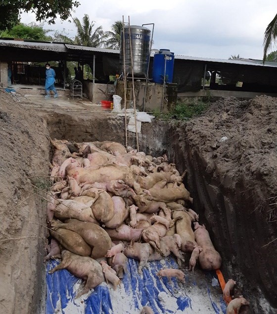 同奈省職能力量將感染非洲豬瘟死亡的豬隻按規定進行燒毀。（圖源：進明）
