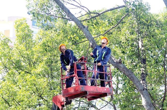 綠化公司人員在第三郡修剪樹椏。