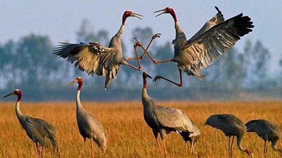 圖為同塔省三農縣鳥棲國家公園內的赤頸鶴。（示意圖源：互聯網） 