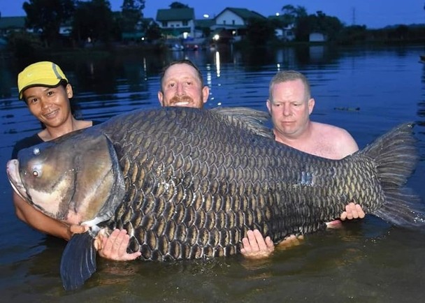 重達105公斤的「鯉魚王」。（圖源：互聯網）